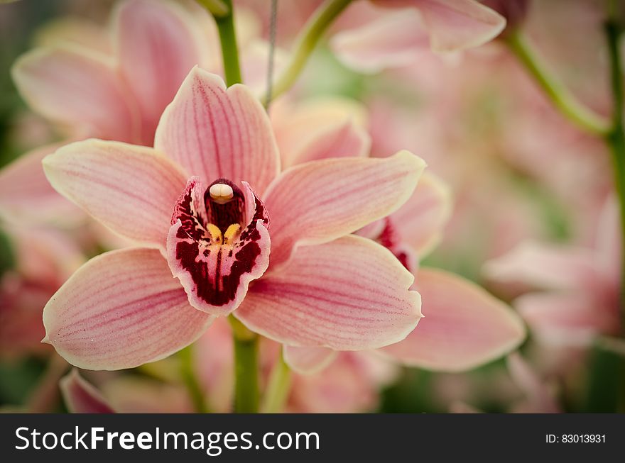 Close up of pink flower blossoms in sunny garden.