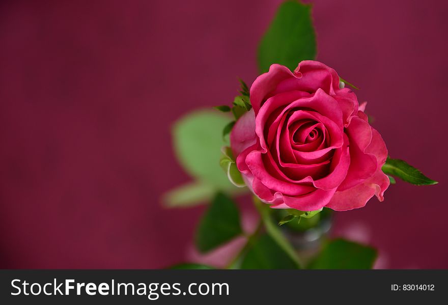 Red rose bloom on green leafy stem with red background.