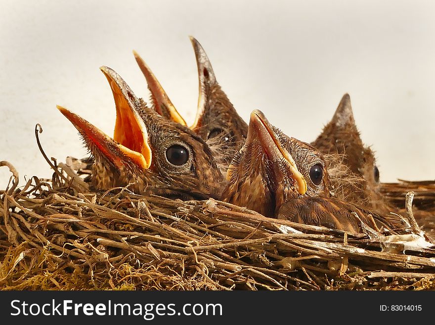 Nest of hungry baby birds. Nest of hungry baby birds.