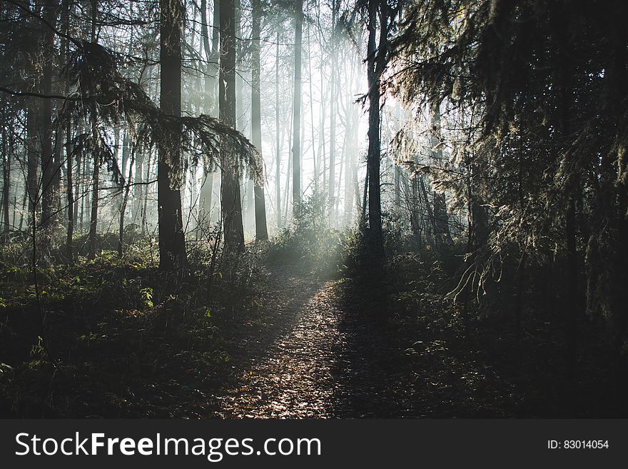 Fog in forest at dawn. Fog in forest at dawn.