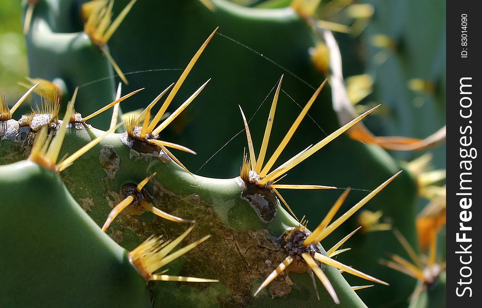 Close up of thorns on green cactus. Close up of thorns on green cactus.