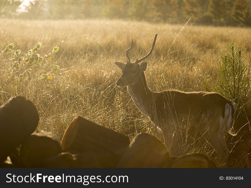 Brown Deer Surrounded by Grass during Sunset