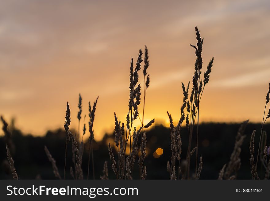 Brown Wheat During Sunset