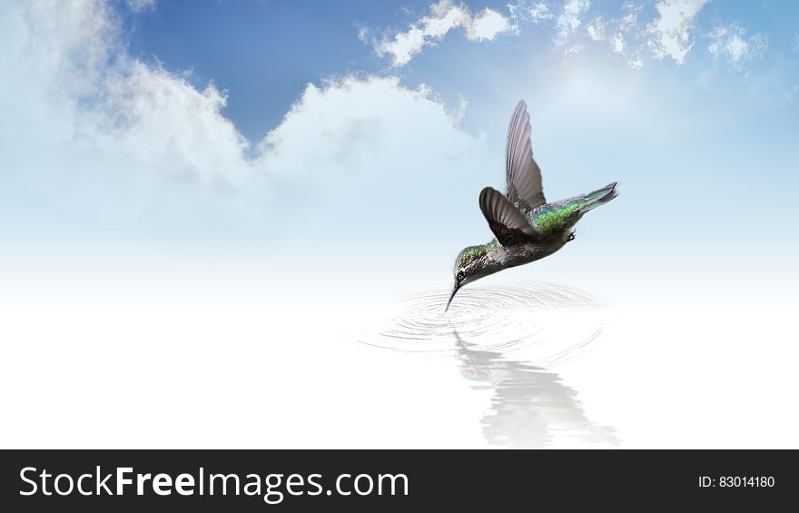 Hummingbird drinking from pool against blue skies and clouds. Hummingbird drinking from pool against blue skies and clouds.