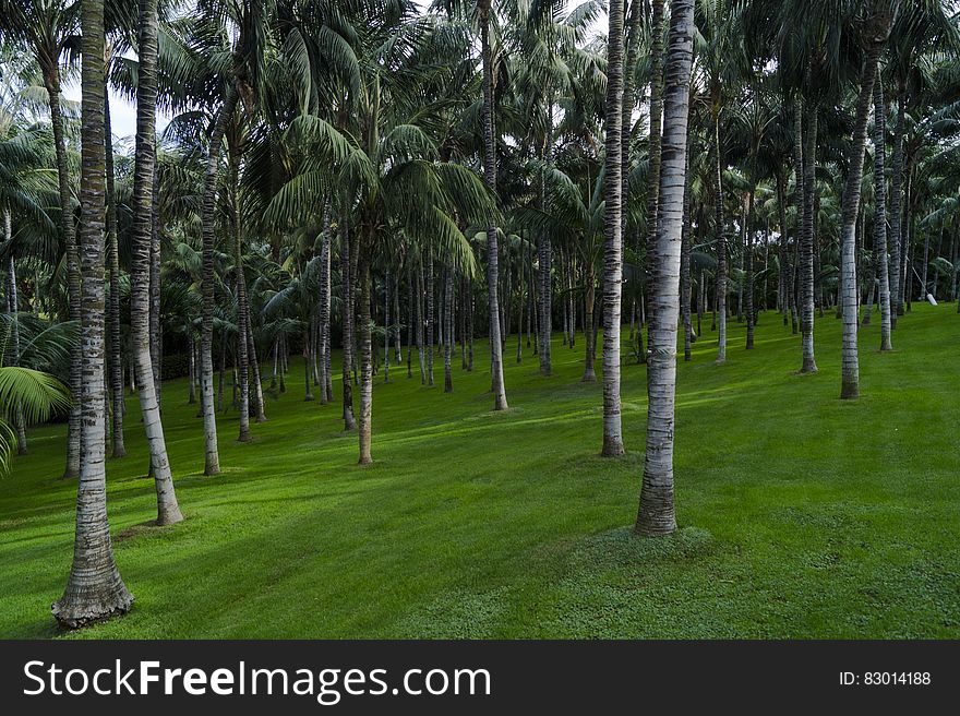 Trees On Green Lawn