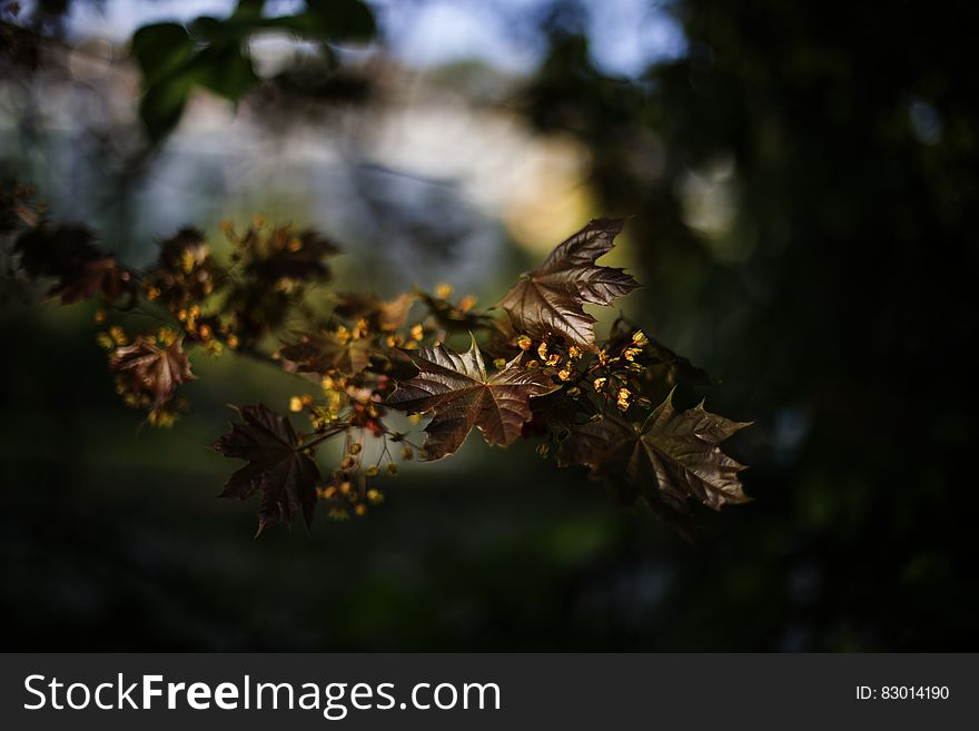 Brown Leaf Plant