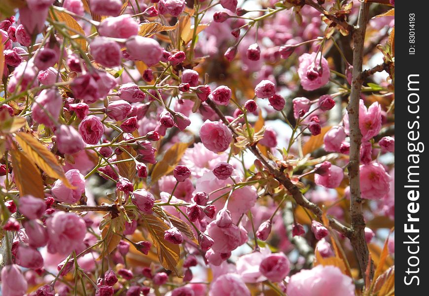 Close up of pink blooms on branches on sunny day.