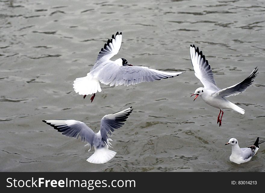 Seagulls Over Water