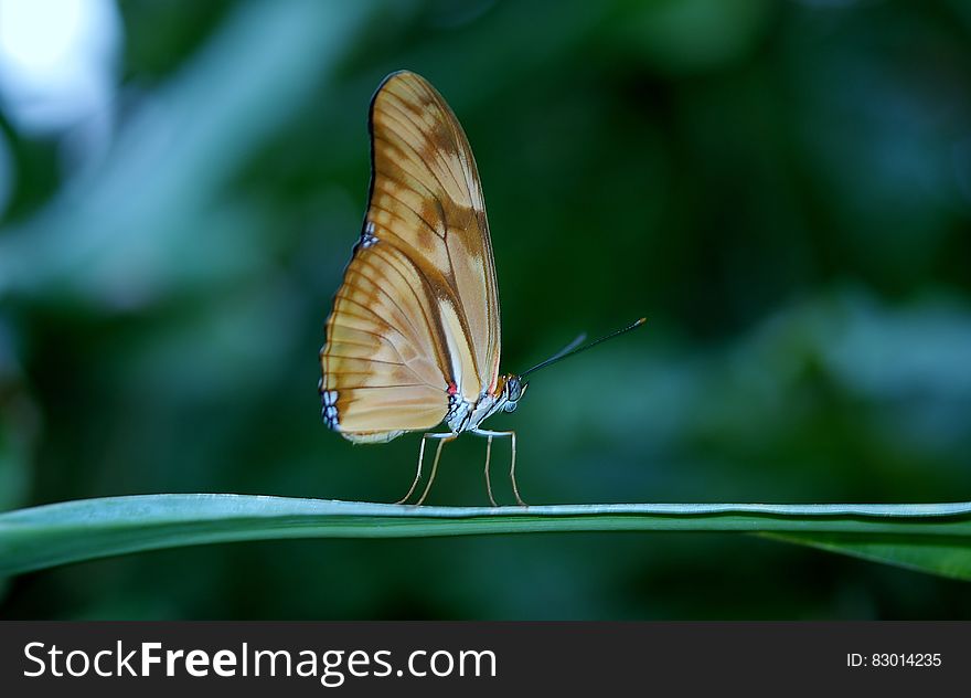 Brown Butterfly on Green Plant Leaf