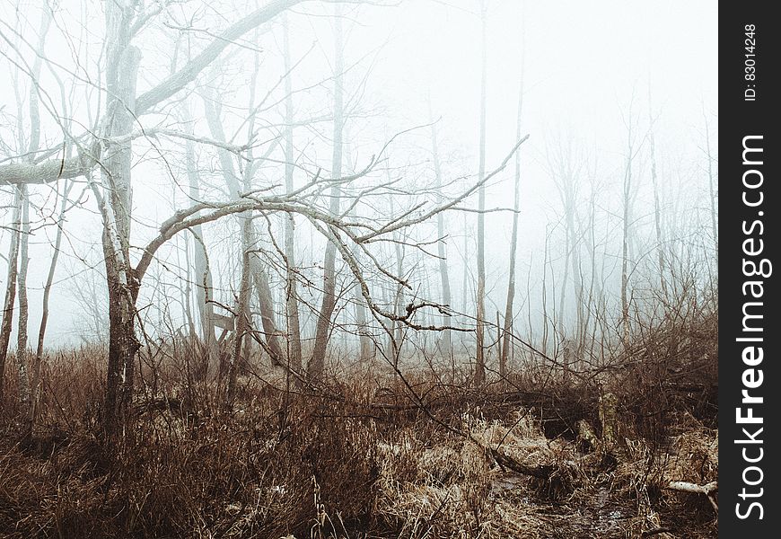 Foggy bare trees in grasses of field in forest. Foggy bare trees in grasses of field in forest.