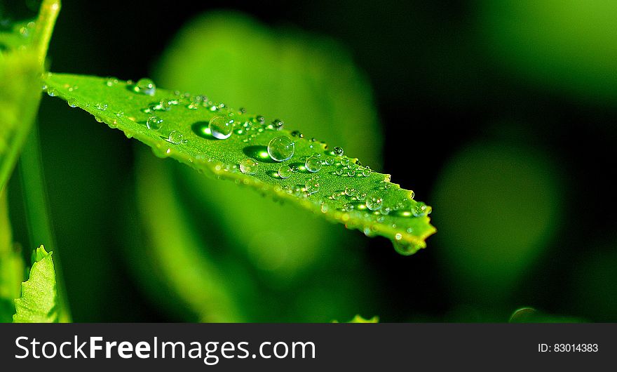 Droplets on Green Leaf in Close Up Photograph