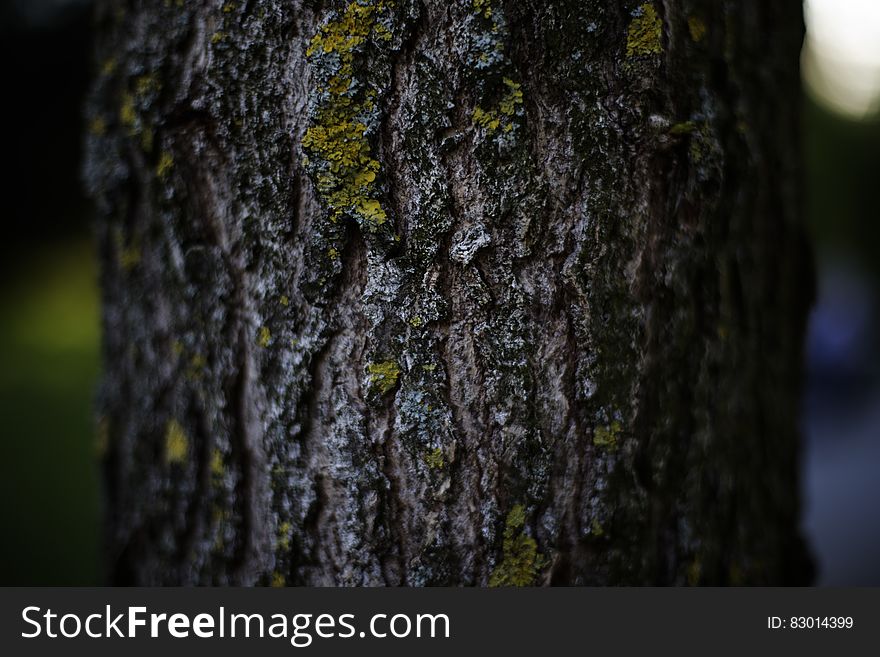 Tree Trunk With Green Moss