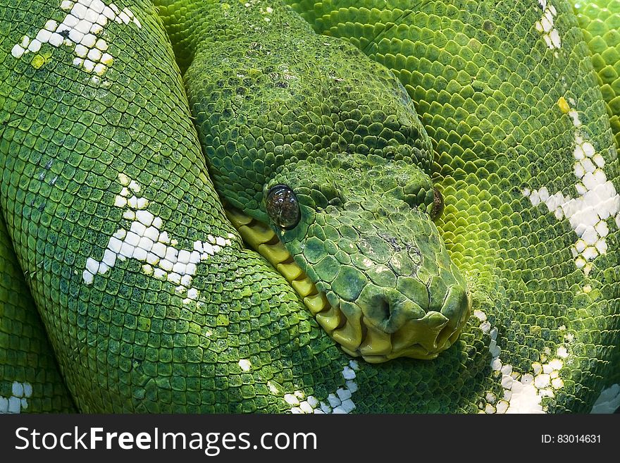 Photo of Green and White Snake