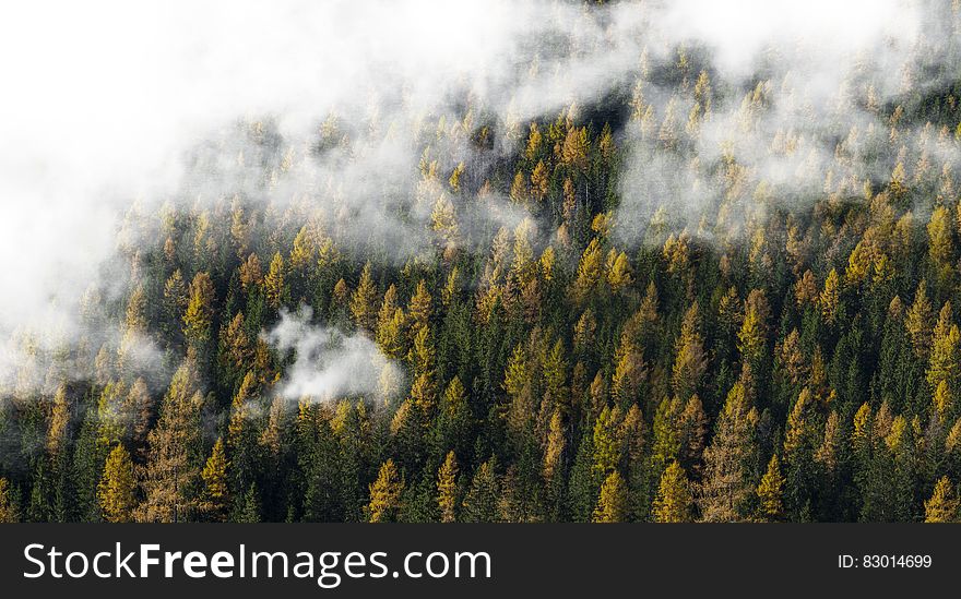 Cloudy Forest