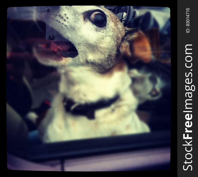 Portrait of dog barking inside car. Portrait of dog barking inside car.