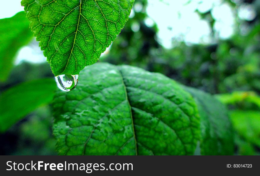 Close up of water drop on green leaf.