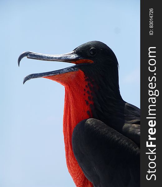 A close up shot of a frigate bird head. A close up shot of a frigate bird head.