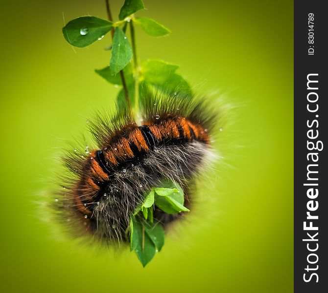 Hairy black and brown striped caterpillar (Hairy Arctiidae) wrapped around a green leaf plant eating and or laying eggs, shaded green background. Hairy black and brown striped caterpillar (Hairy Arctiidae) wrapped around a green leaf plant eating and or laying eggs, shaded green background.