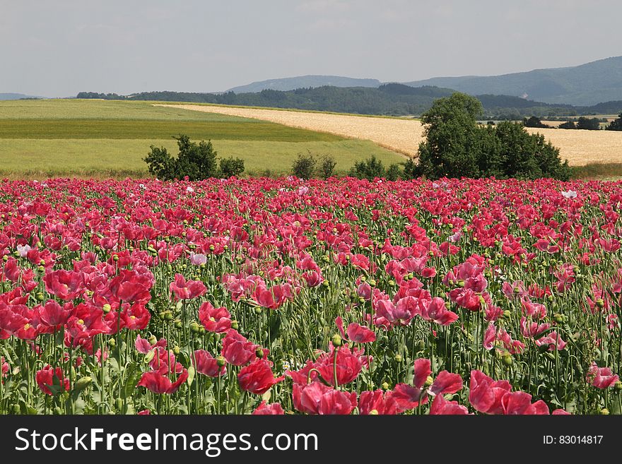 Field Of Poppies In Agricultural Landscape