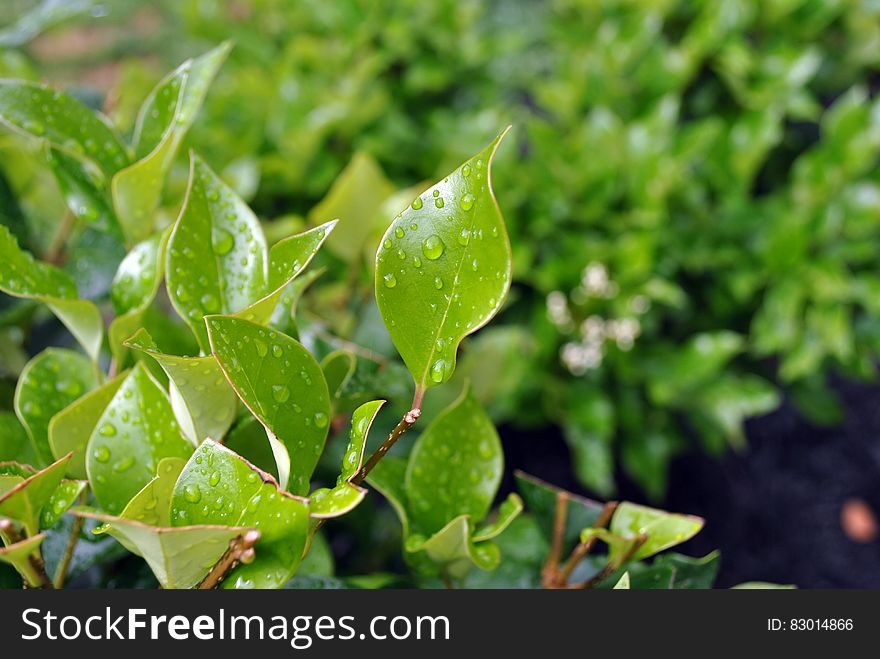 Green Leaves With Water Droplets