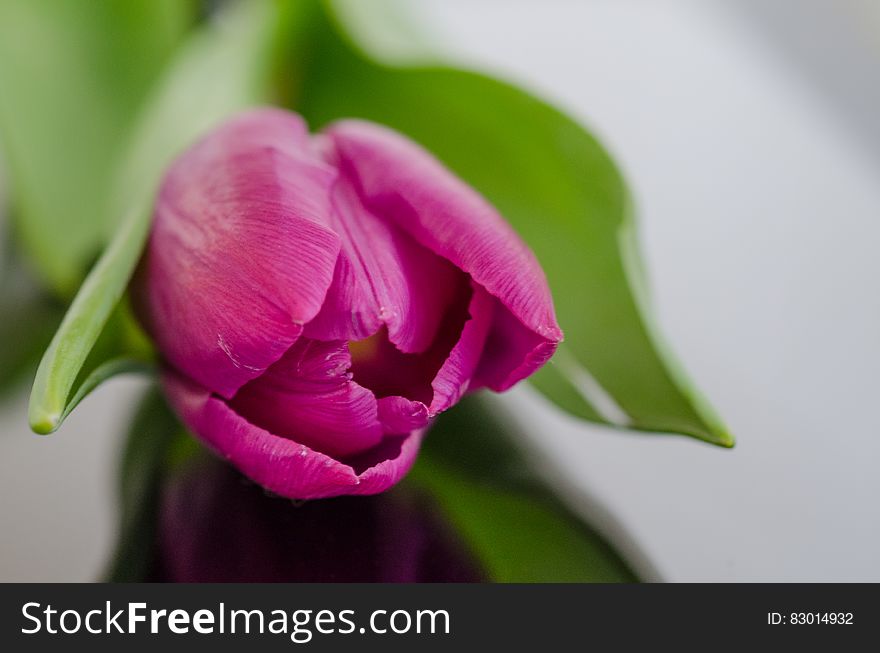 A close up shot of a purple tulip bud.