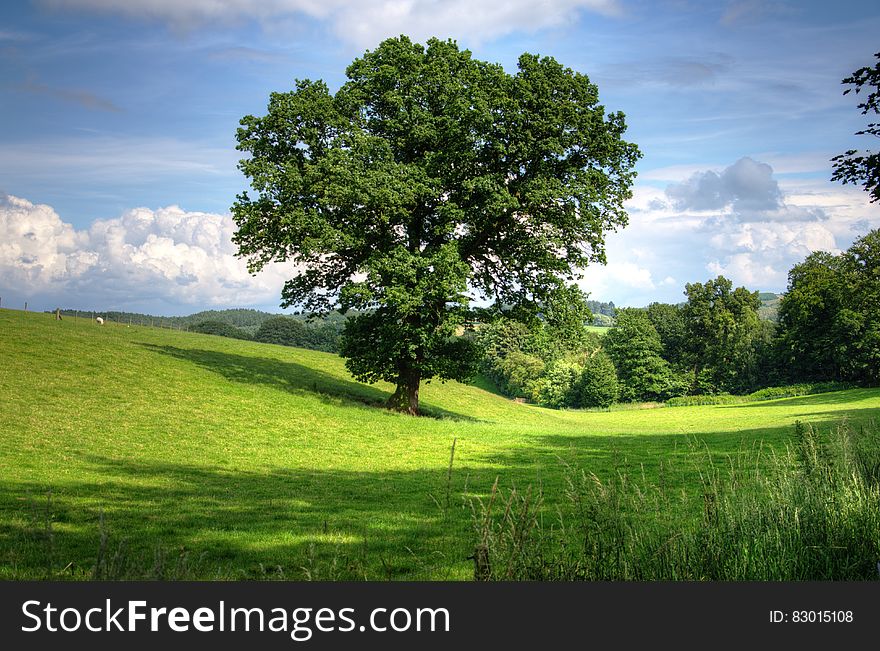Green Tree on Grass Field during Daytime