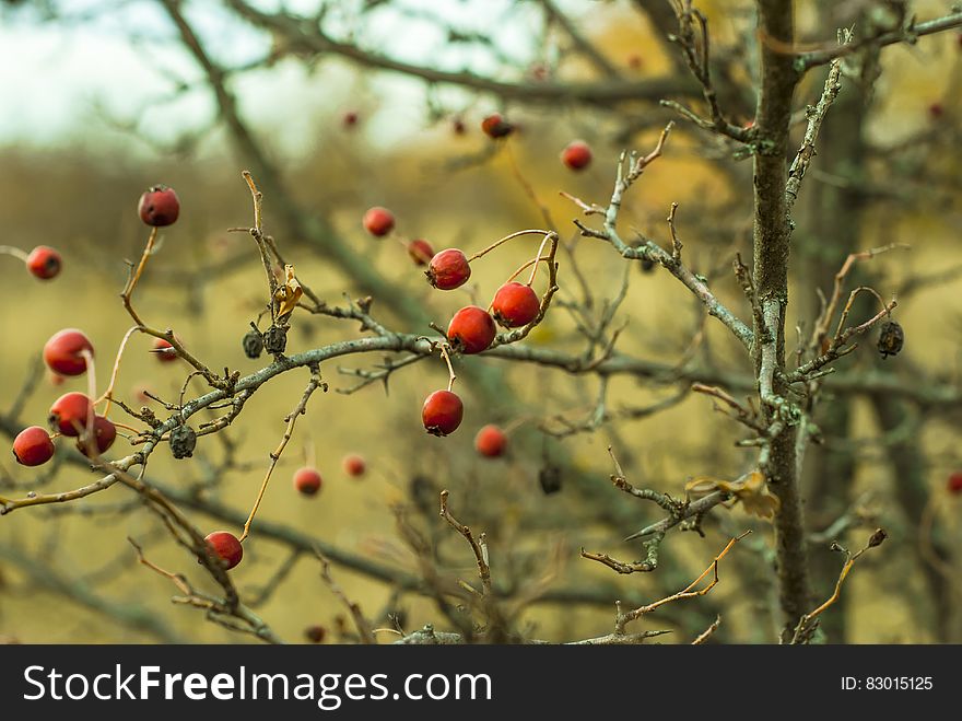 Rose hips on a bush with no leaves in the autumn.