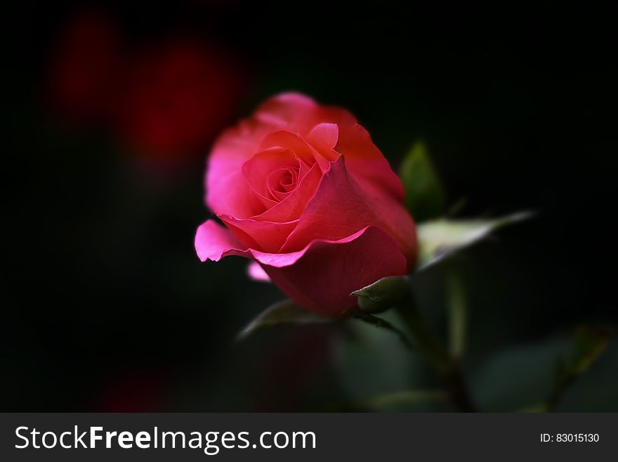 A red blooming rose with a dark background. A red blooming rose with a dark background.