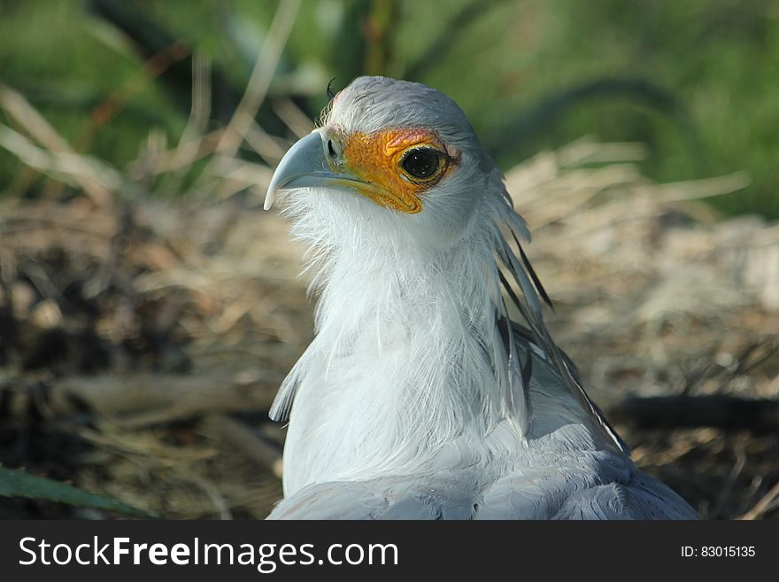 A secretary bird with white feathers in a nest. A secretary bird with white feathers in a nest.