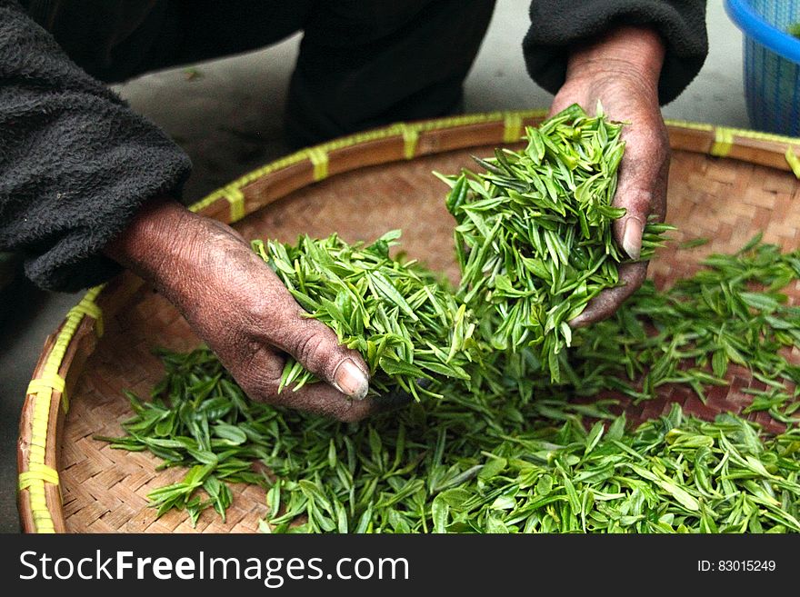 Male hands processing green tea leaves on woven tray. Male hands processing green tea leaves on woven tray.