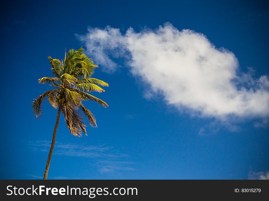 Palm tree against blue skies