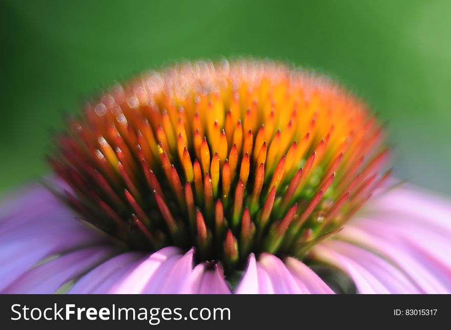 A close up of an Echinacea flower blossom.