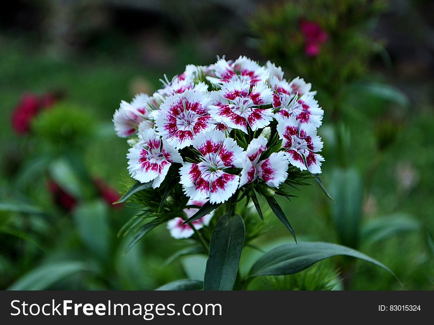 Dianthus Barbatus Flower