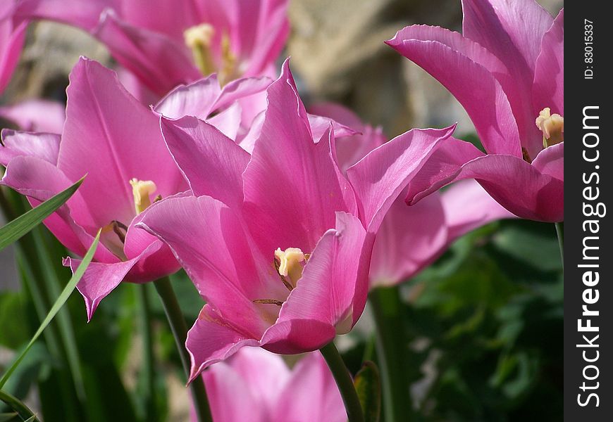 Pink Outdoor Flowers
