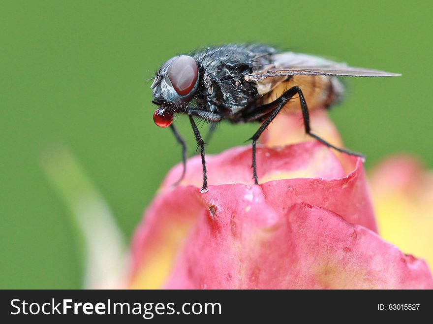 A close up of a fly standing on a rose bud. A close up of a fly standing on a rose bud.