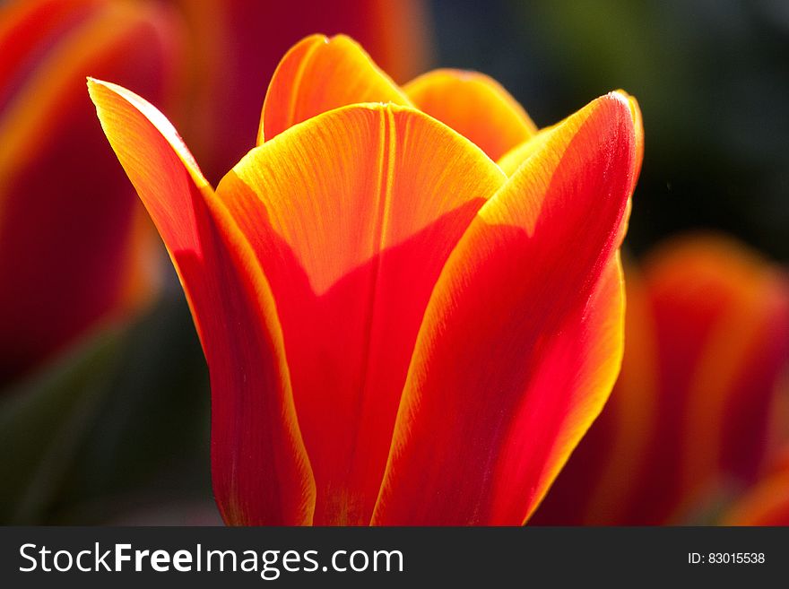 Vibrant Orange And Yellow Colored Tulip
