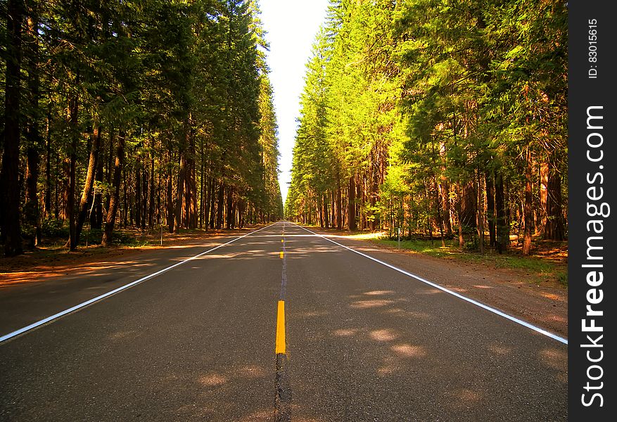 A straight road through an evergreen forest. A straight road through an evergreen forest.