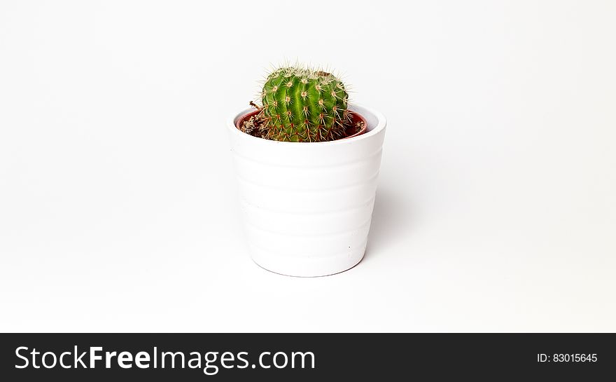 A cactus in a pot isolated on white. A cactus in a pot isolated on white.