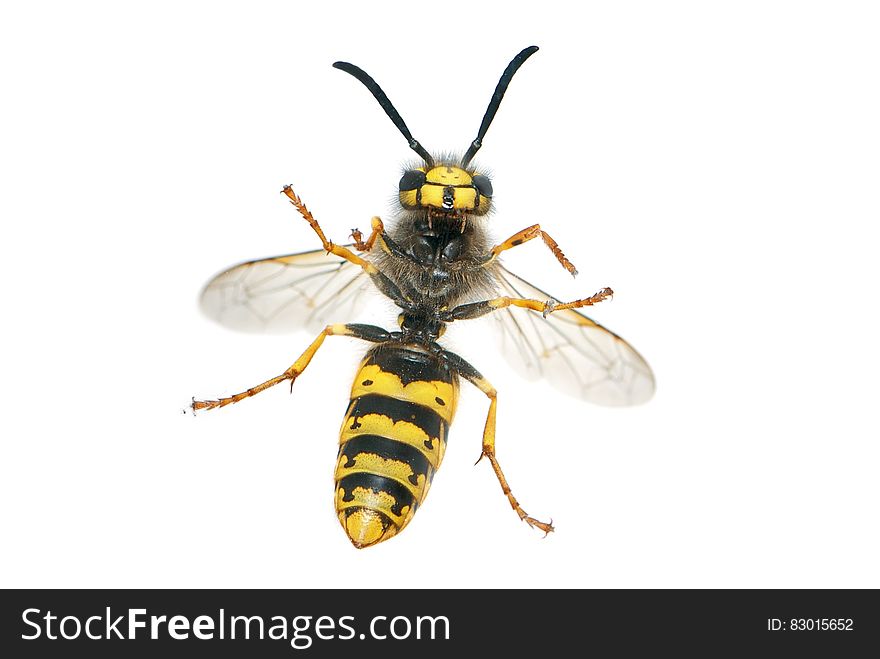 Yellow and Black Wasp