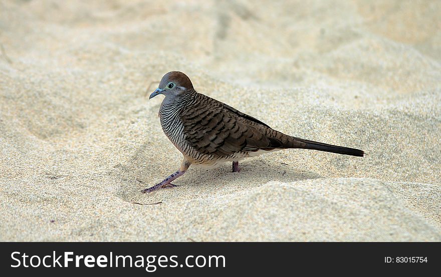 Gray and Black Bird on White Sand during Daytime
