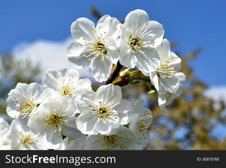 Close Up Photo Of White Flower