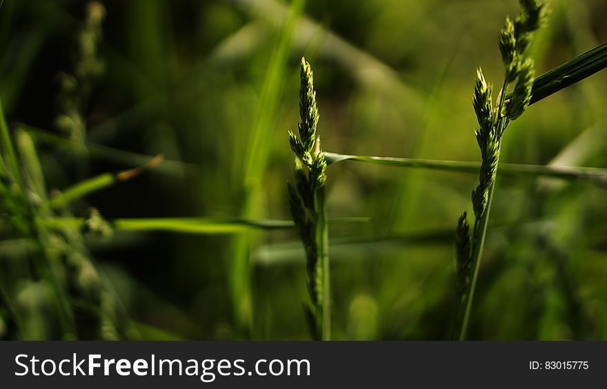 Close Up Photography Green Grass During Daytime