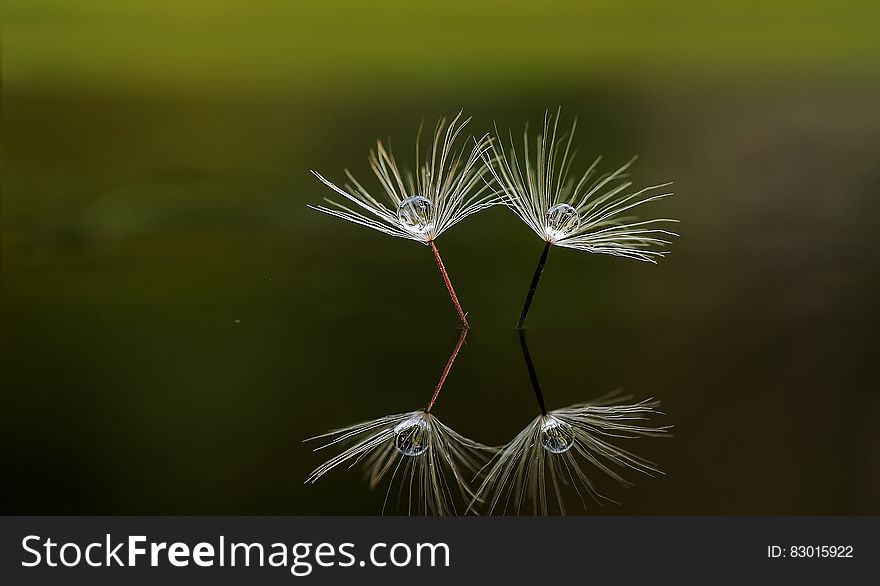 Two fluffy white flowers reflecting on still water surface. Two fluffy white flowers reflecting on still water surface.