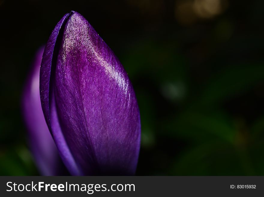 Photo of Purple Petaled Flower