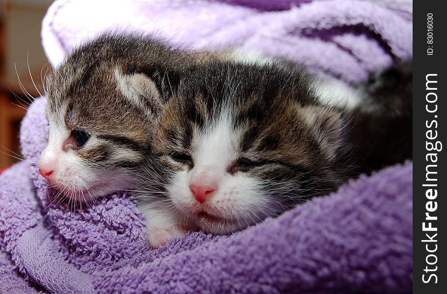 Black Brown and White Kittens in Purple Towel