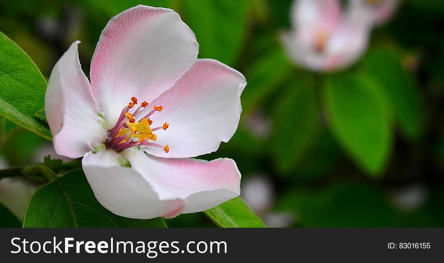 Springtime with pink and white apple blossom flower closeup, background of green leaves. Springtime with pink and white apple blossom flower closeup, background of green leaves.