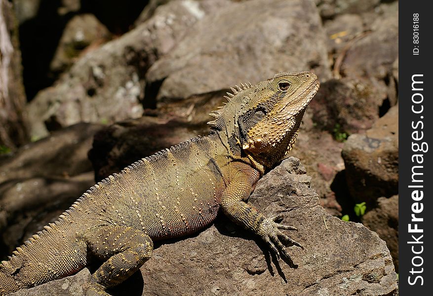 Brown crest water dragon, Australia