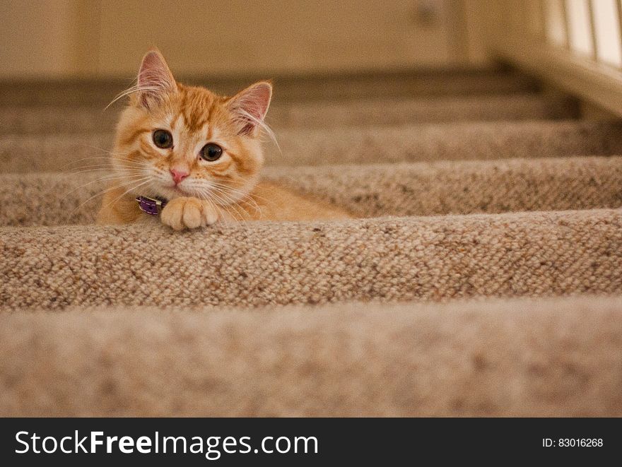 Orange Tabby Cat on Grey Staircase