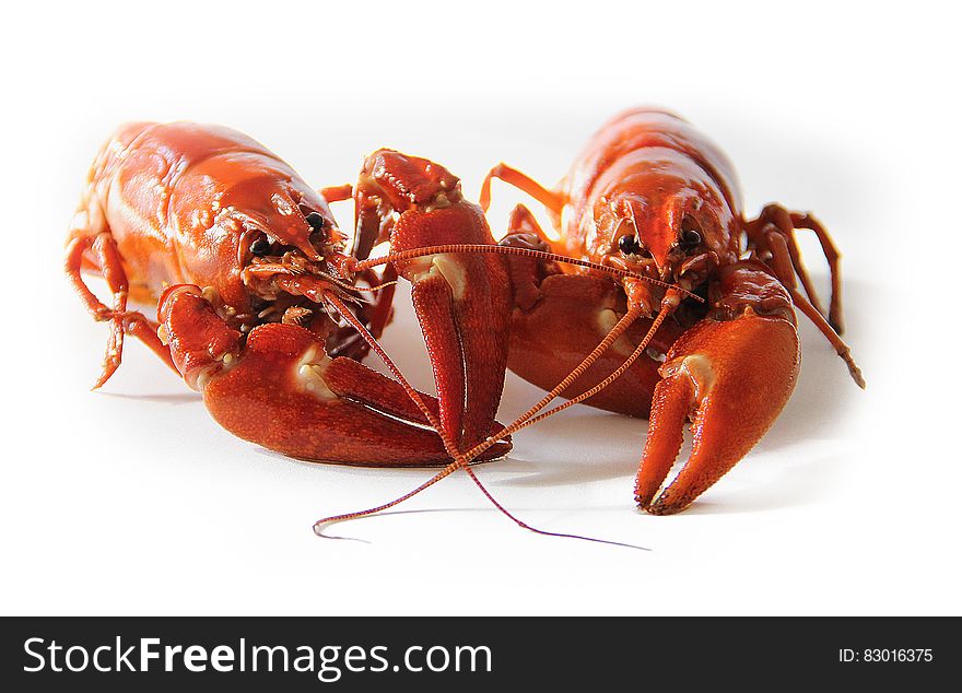 Orange Freshwater Lobsters