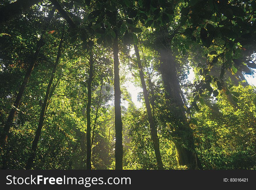 Trees of a green forest with a sky background.